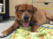 Karen Vitt/DoveLewis Emergency Animal Hospital
In this June 2015 photo, Skip, a 90-pound Shar Pei and Labrador retriever mix, waits for doctors at the DoveLewis Emergency Animal Hospital in Portland, Ore., to patch him up after he tangled with a squirrel while walking with his owner. The squirrel died in the duel. Skip is lucky to still have his left eye and will probably have a scar for life down that side of his face. Pets and wild animals cross paths during the summer more than any other time of year. Hiking, biking and camping take pets to the mountains, deserts and oceans, while fires, drought and loss of habitat drive hungry wildlife into pets neighborhoods.