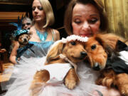 Dachshunds Dee Dee, foreground left, and Clifford are held by their owner, Valerie Diker, as they await the start of a wedding for pets in New York in 2012.