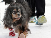 Sanders, a 12-year-old Cavalier King Charles spaniel mix, walks with winter booties with owner Malia Ebel in Concord, N.H.