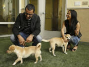 Orlando Felix plays with Paz, an &quot;Alaskan Chauzer,&quot; and Michelle Castro plays with Carmelo, a &quot;Foxy Lhocker,&quot; at the Peninsula Humane Society and SPCA in Burlingame, Calif. Through DNA testing in the Who's Your Daddy? campaign, Paz was determined to be an American Eskimo, Chihuahua and miniature schnauzer.