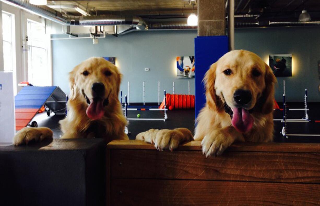 Susan Horecki
Logan, left, with her brother Snickers, are seen April 1 after Logan passed her Denver Pet Partners therapy dog evaluation during a visit with patients and staff at Rose Medical Center in Denver. If a golden retriever gives birth, gets stung by a bee or sprayed by a skunk, the dog's veterinarian wants to know. Scientists are studying the dogs to find out why their lifespans have gotten so short and why cancer has gotten so prevalent among them.