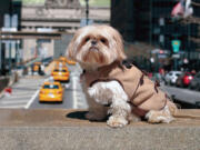 Chewie, a 3-year-old shih tzu, wears a Central Park Pups' Park Ave Peacoat in New York. For some pet owners, clothing plays into a luxury lifestyle. For others, it's a way to match man's best friend.