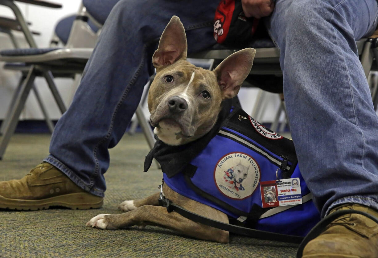 Associated Press files
Zen, a pit bull, is an assistance dog for former U.S. Marine Joe Bonfiglio, here with Bonfiglio on the campus of Mercy College in Dobbs Ferry, N.Y. Zen has allowed Bonfiglio, 24, who was diagnosed with post-traumatic stress disorder after returning from a five-month tour in Afghanistan, to get back to everyday activities.