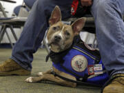 Associated Press files
Zen, a pit bull, is an assistance dog for former U.S. Marine Joe Bonfiglio, here with Bonfiglio on the campus of Mercy College in Dobbs Ferry, N.Y. Zen has allowed Bonfiglio, 24, who was diagnosed with post-traumatic stress disorder after returning from a five-month tour in Afghanistan, to get back to everyday activities.