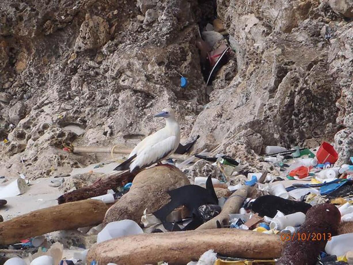 In this photo taken in 2013, provided by Britta Denise Hadety,  a red-footed booby on Christmas Island, in the Indian Ocean. As many as nine out of ten of the world&iacute;s seabirds likely have pieces of plastic in their guts, a new study estimates. Previously, scientists figured about 29 percent of seabirds had swallowed plastic, but those are older studies. An Australian team of scientists who have studied birds and marine debris for decades used computer models to update those figures, calculating that far more seabirds are affected, according to a new study published in the journal Proceedings of the National Academy of Sciences Monday.