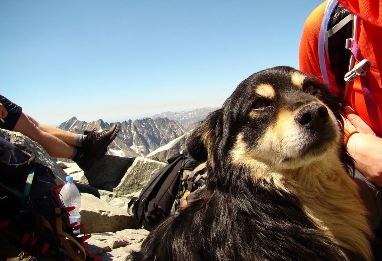 A dog that was abandoned on Poland's highest mountain, Rysy, in the Tatra mountains, was rescued on Friday in an operation that took 10 hours.