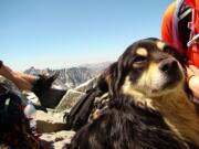 A dog that was abandoned on Poland's highest mountain, Rysy, in the Tatra mountains, was rescued on Friday in an operation that took 10 hours.