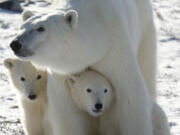 A polar bear mother gathers with her two cubs in Wapusk National Park near Churchill, Manitoba, in 2007.