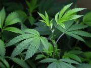 Voters in Washington legalized recreational marijuana in 2012.