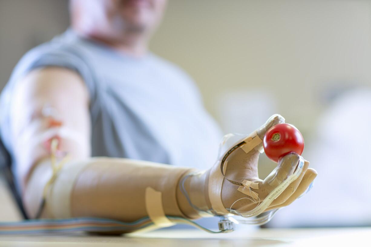 Russell Lee/Case Western Reserve University
Igor Spetic of Madison, Ohio, holds a tomato he picked up without losing a drop of juice. Scientists are moving closer to an artificial hand that can feel: Implanted electrodes allowed some amputees to tell by touch how gently to grasp, letting them pluck fruit.