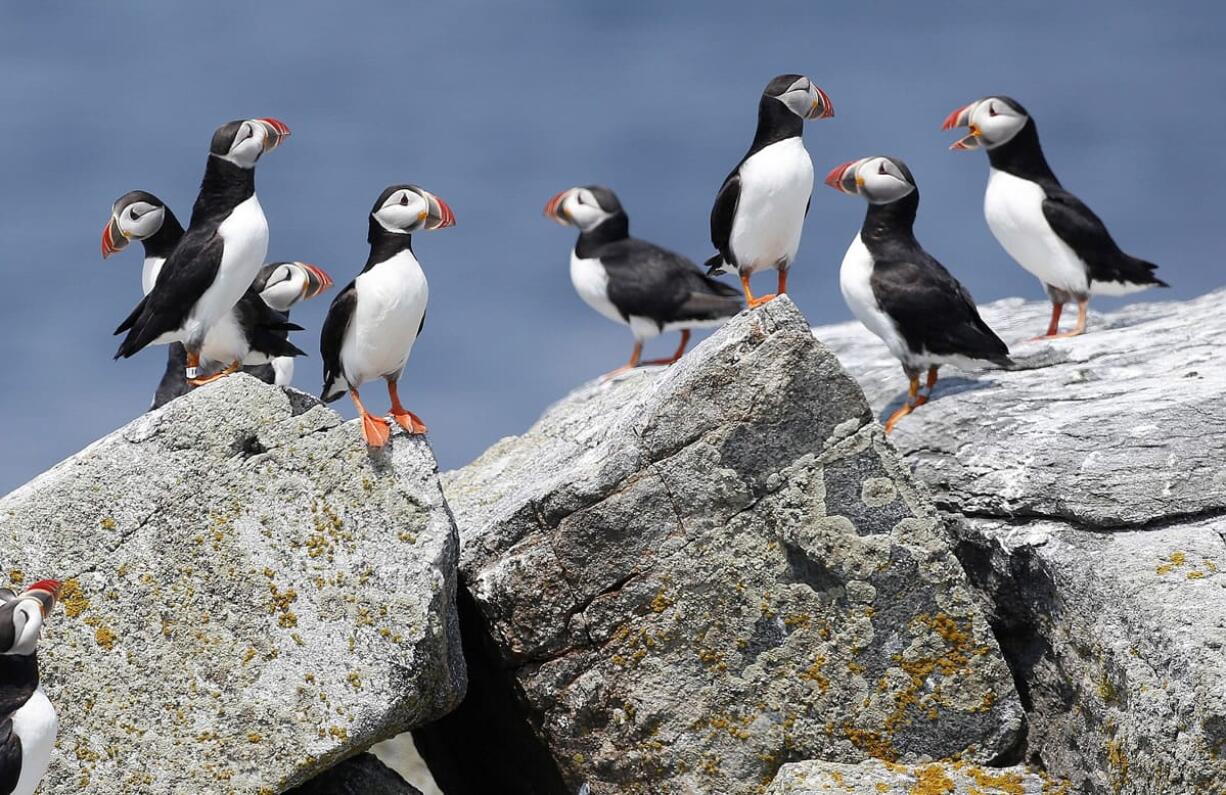 Atlantic puffins congregate near their burrows last week on Eastern Egg Rock, a small island off the coast of Maine.