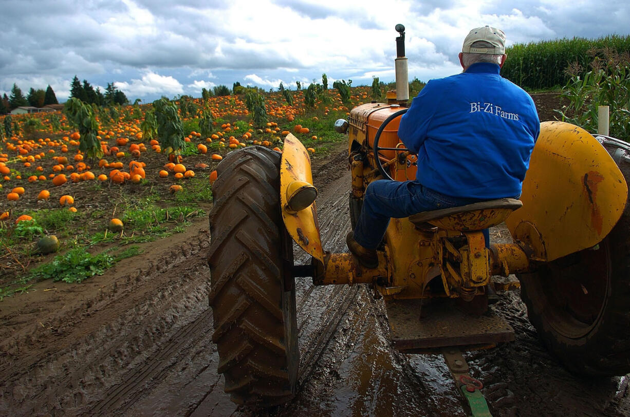 Glenn Tribe of Vancouver operates a 1948 Minneapolis Moline tractor pulling a wagon full of visitors to the Bi-Zi Farms pumpkin patch.