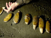 Razor clam seasons in the fall and winter are always on afternoon and evening low tides.