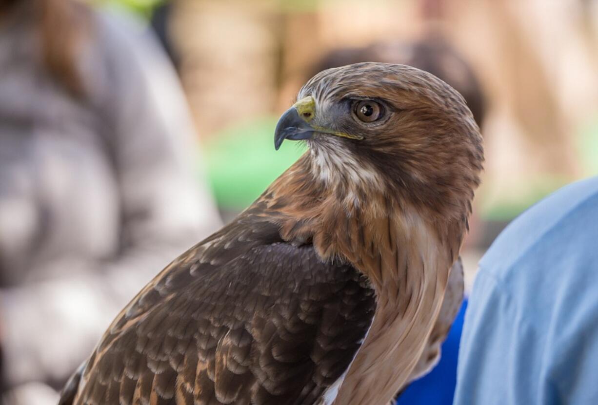 Red-tailed hawk Sundance stars in the Wildlife Live demonstration at the Oregon Zoo.