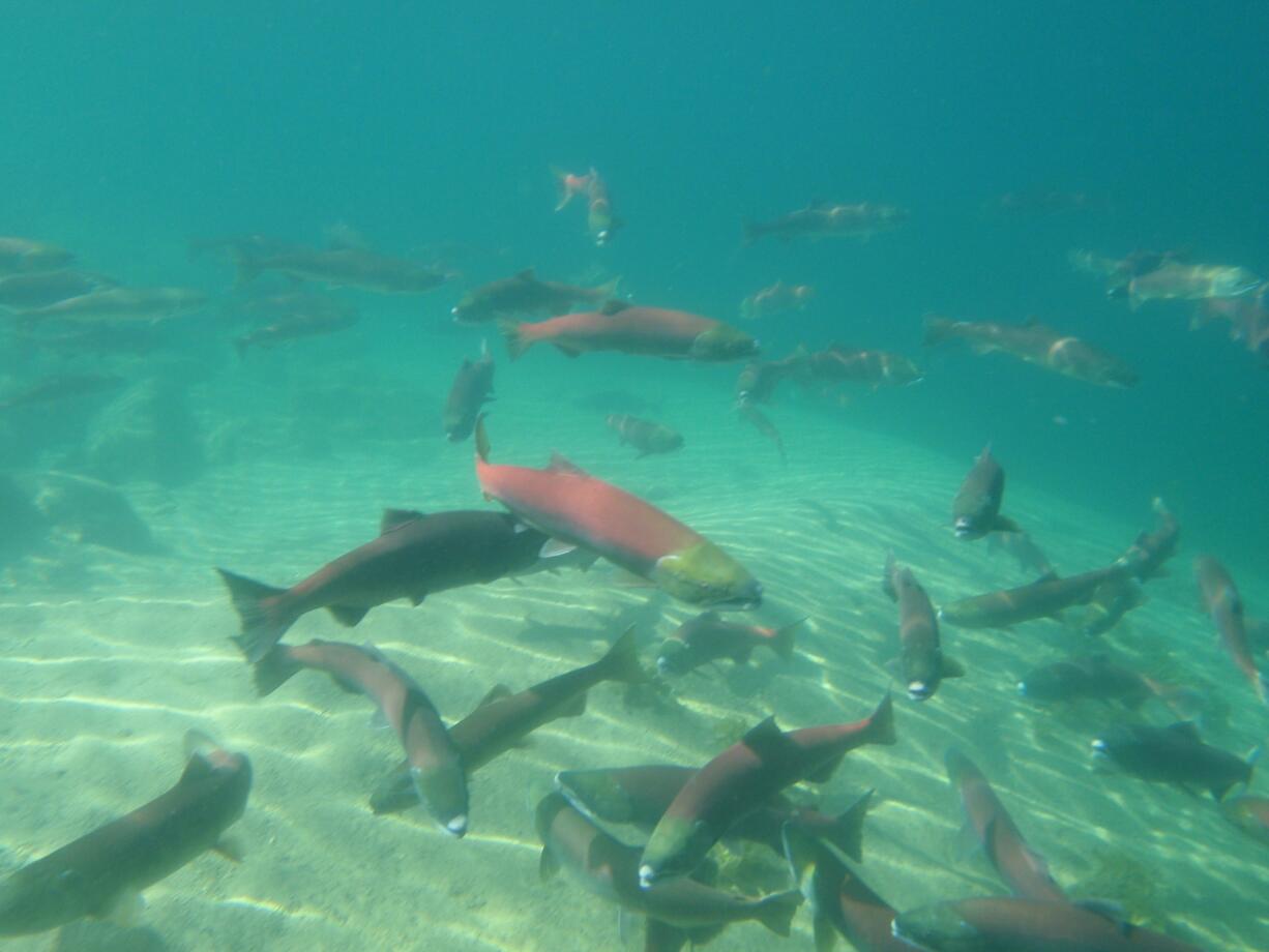 Sockeye salmon once again can be found in Idaho's Redfish Lake