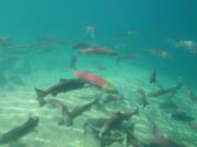 Sockeye salmon once again can be found in Idaho's Redfish Lake