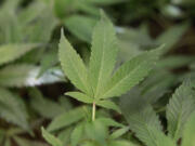 Marijuana clone plants