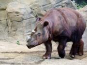 Harapan, a Sumatran rhino enters his Wildlife Canyon at the Cincinnati Zoo and Botanical Gardens on Tuesday in Cincinnati.