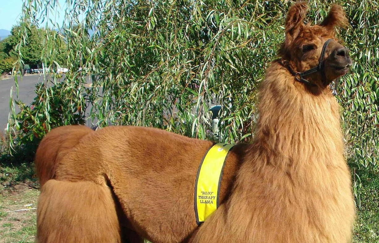 Rojo the therapy llama will be on &quot;Unlikely Animal Friends&quot; at 7 and 10 Friday night on National Geographic Wild.