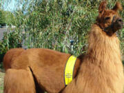 Rojo the therapy llama will be on &quot;Unlikely Animal Friends&quot; at 7 and 10 Friday night on National Geographic Wild.