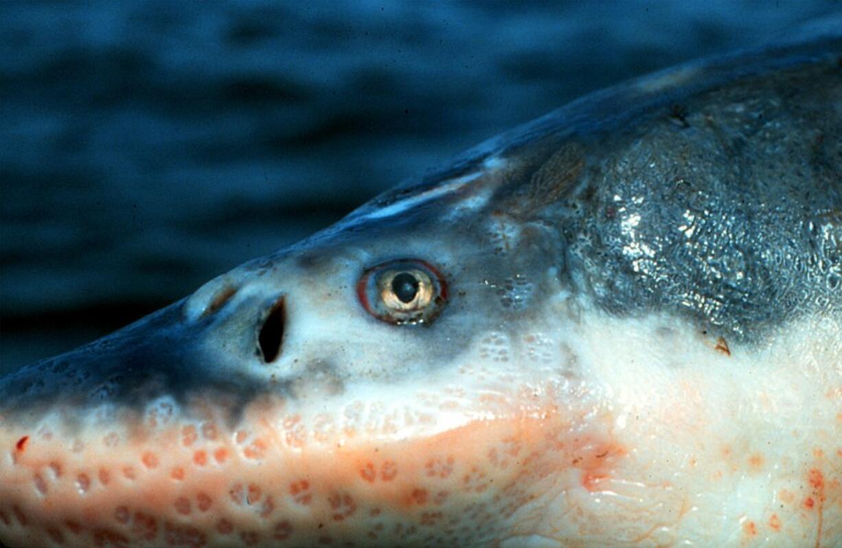 Guide Frank Russum says he believes sturgeon can see color despite living deep in the Columbia River.