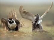 Associated Press files
Male sage grouses fight for the attention of female southwest of Rawlins, Wyo. On Thursday, U.S. Interior Secretary Sally Jewell announced new measures to help conserve habitat in 10 states for the imperiled ground-dwelling bird.