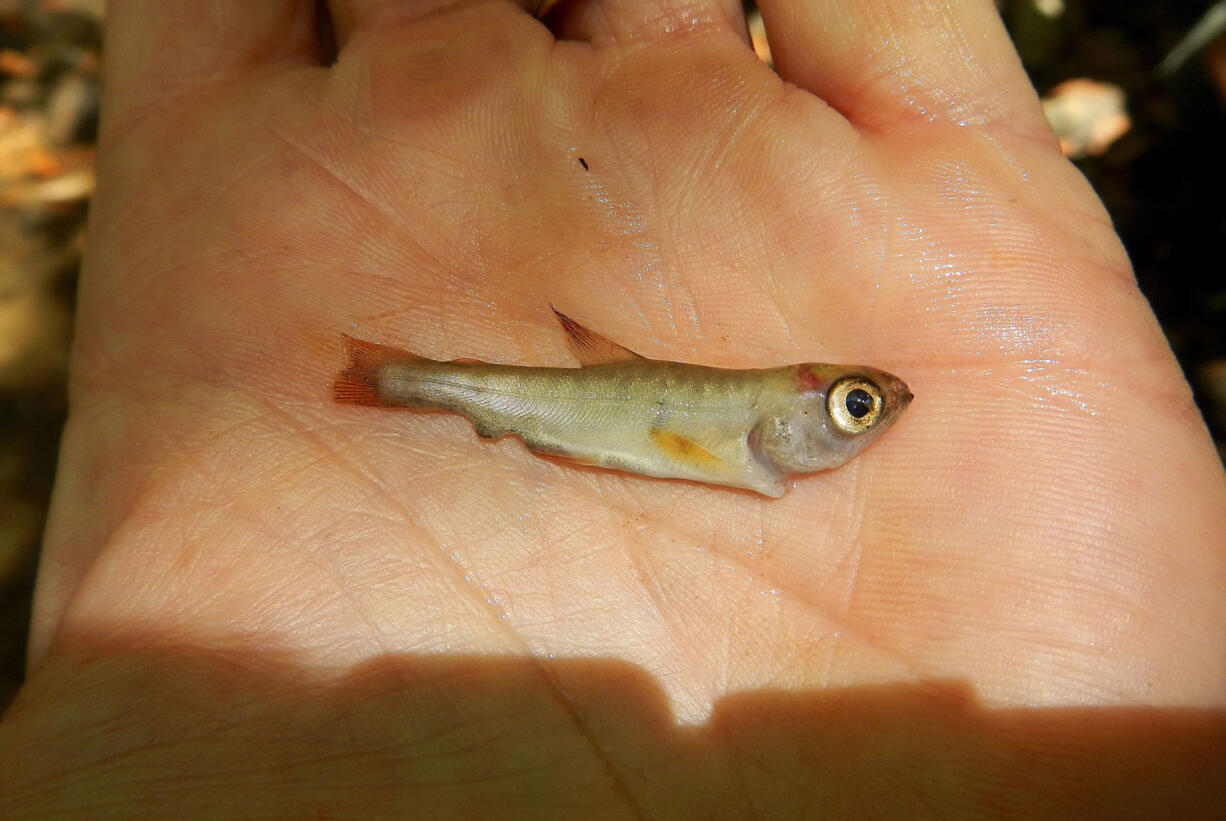 A department environmental scientist holds a dead juvenile Coho salmon found in Little Larabee Creek in Humboldt County, Calif.