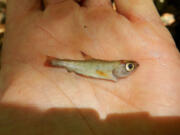 A department environmental scientist holds a dead juvenile Coho salmon found in Little Larabee Creek in Humboldt County, Calif.