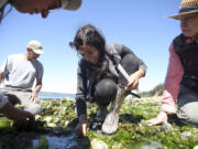 In this Thursday, July 30, 2015 photo, Edmonds Community College biology student Jessica Pal, center, picks through sand and rocks in search of sea-stars during a survey at Camano Island State Park in Wash.