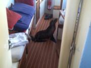 A 35-pound sea lion pup found it's away aboard a 41-foot Kettenburg boat Sunday in San Diego, Calif.