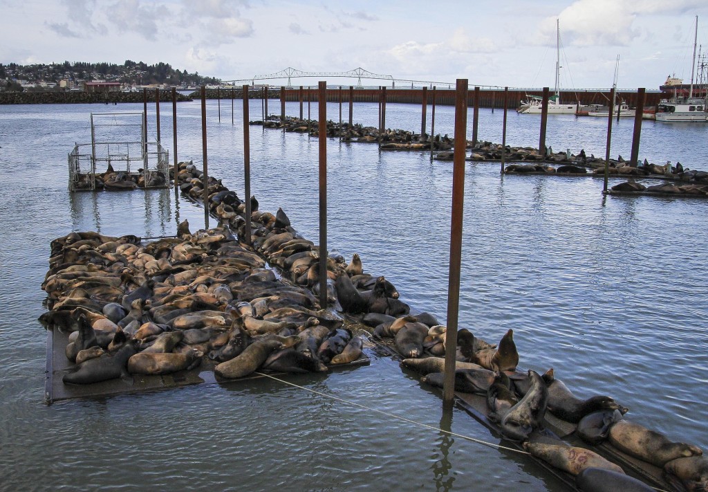 Pinnipeds find food along Columbia River - The Columbian