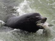 A sea lion catches a salmon on the Columbia River just below the spillway at Bonneville Dam.