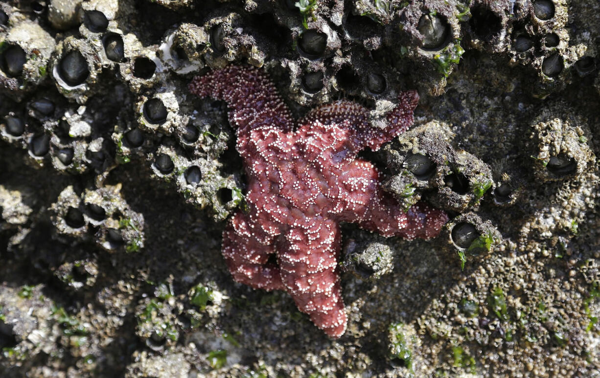 A mature sea star clings to a concrete wall surrounded by barnacles on Washington's Hood Canal near Poulsbo.