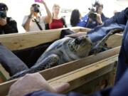 Photos by Gregory Bull/Associated Press
Solstice, an endangered olive ridley sea turtle, arrives Tuesday in Coronado, Calif. Solstice will undergo rehabilitation at Sea World in San Diego.