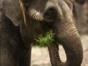 Asian elephant Chai eats grass at the Woodland Park Zoo after the zoo announced that its two elephants will go on long-term loan to the Oklahoma City Zoo on Feb.