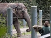 Bamboo, an Asian elephant, walks in her enclosure at the Woodland Park Zoo in Seattle in November.