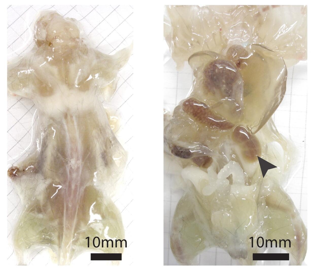 In a study released Thursday, researchers describe a way to make see-through mice and rats to help them study fine details of anatomy.