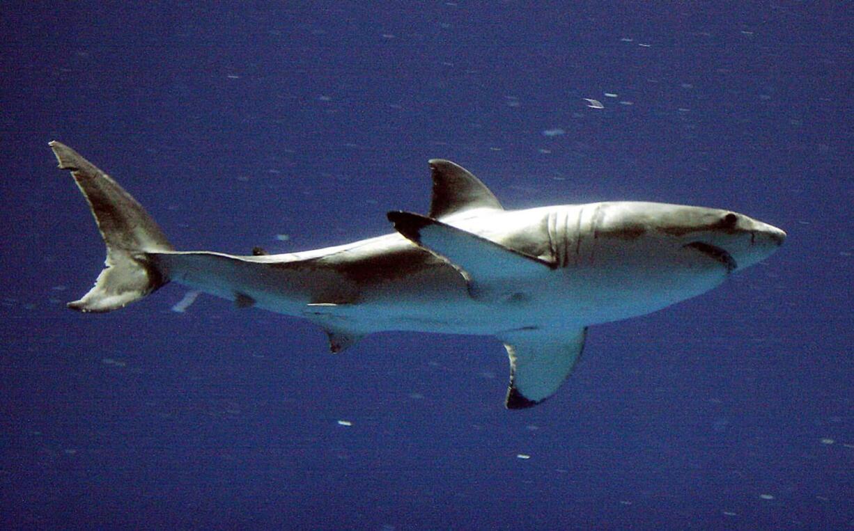 Associated Press files
A great white shark swims at the Monterey Bay Aquarium in Monterey, Calif.