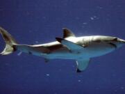 Associated Press files
A great white shark swims at the Monterey Bay Aquarium in Monterey, Calif.