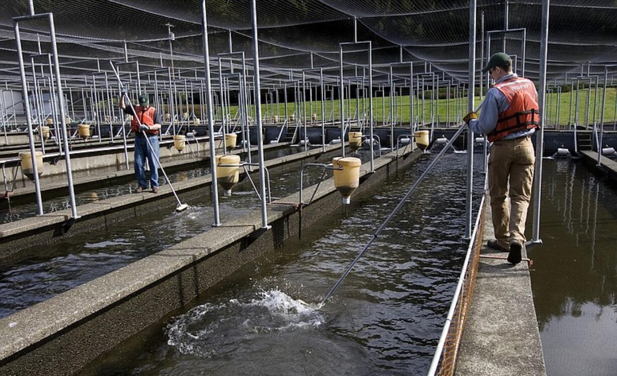 Skamania Hatchery on the North Fork of the Washougal River is one of several facilities in Southwest Washington which receive Mitchell Act money.