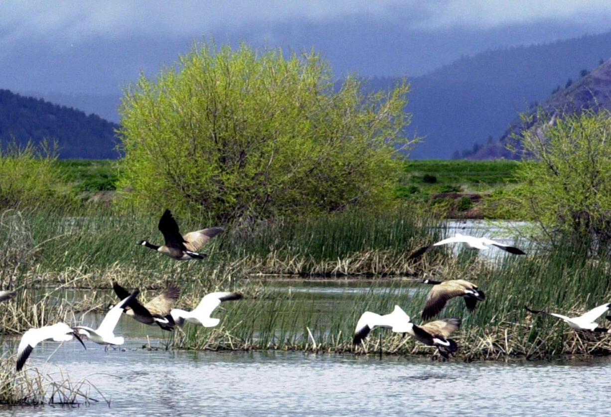 Snow geese and Canada geese prepare to land on marsh at the Lower Klamath National Wildlife Refuge near Merrill, Ore.