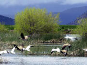 Snow geese and Canada geese prepare to land on marsh at the Lower Klamath National Wildlife Refuge near Merrill, Ore.