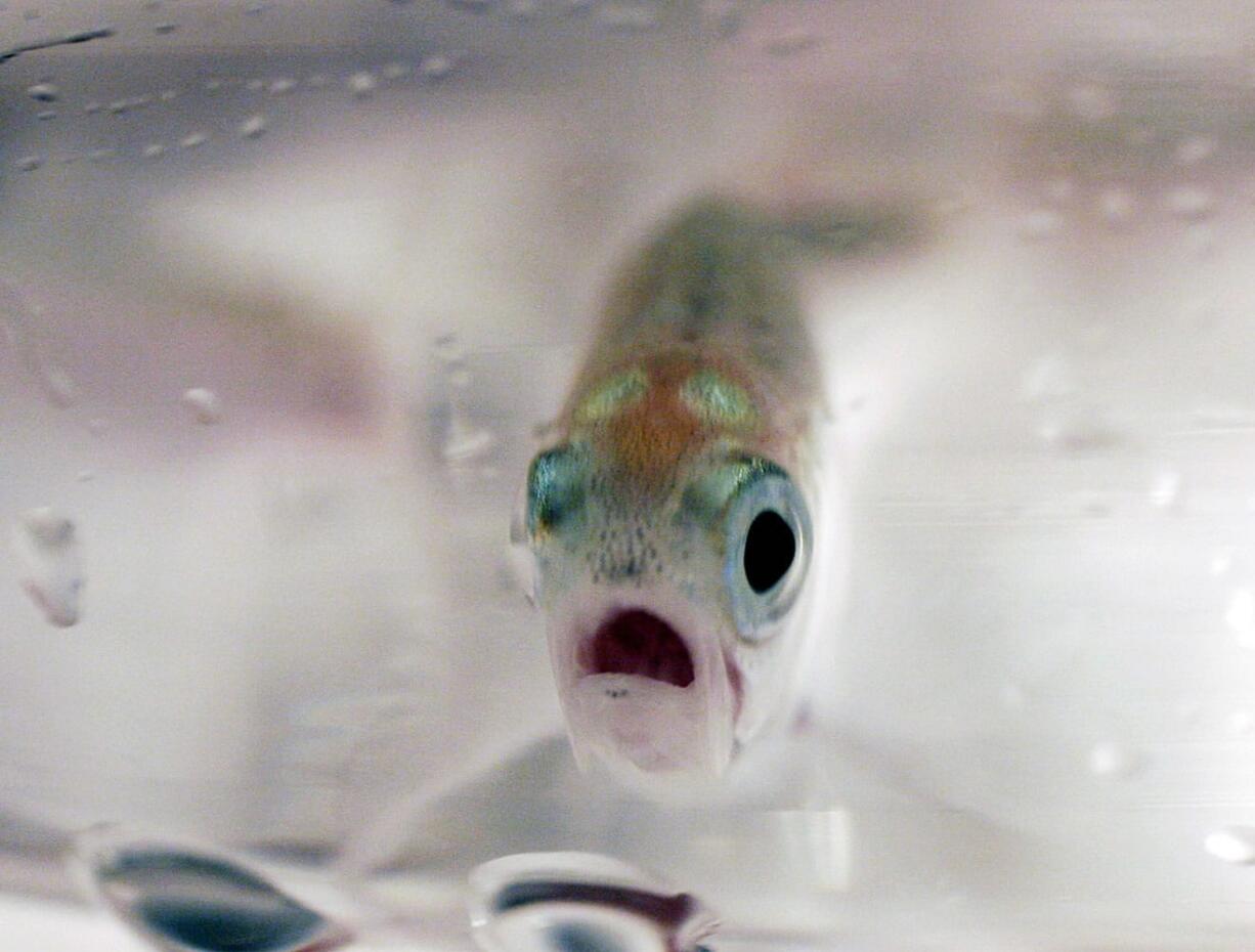 FILE - This June 13, 2006 file photo a year-old sockeye salmon peers through the glass of a lab beaker at the Eagle Fish Hatchery at Eagle Island State Park, west of Boise, Idaho. Federal authorities have released their final recovery plan for Snake River sockeye salmon, a species that teetered on the brink of extinction in the early 1990s. Authorities say the plan released Monday, June 8, by the National Oceanic and Atmospheric Administration will create a self-sustaining population of sockeye over the next 50 to 100 years.