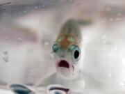 FILE - This June 13, 2006 file photo a year-old sockeye salmon peers through the glass of a lab beaker at the Eagle Fish Hatchery at Eagle Island State Park, west of Boise, Idaho. Federal authorities have released their final recovery plan for Snake River sockeye salmon, a species that teetered on the brink of extinction in the early 1990s. Authorities say the plan released Monday, June 8, by the National Oceanic and Atmospheric Administration will create a self-sustaining population of sockeye over the next 50 to 100 years.