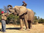 An elephant called Chishuru is rewarded by David, left, on the target mat for having completely a successful scent trial as colleague Sugar sits on top, in Bela-Bela, north of Pretoria, South Africa.