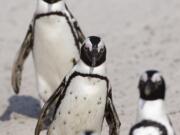 Penguins walk in a line on the beach at Boulders beach a popular tourist destination in Simon's Town, South Africa, on Thursday.