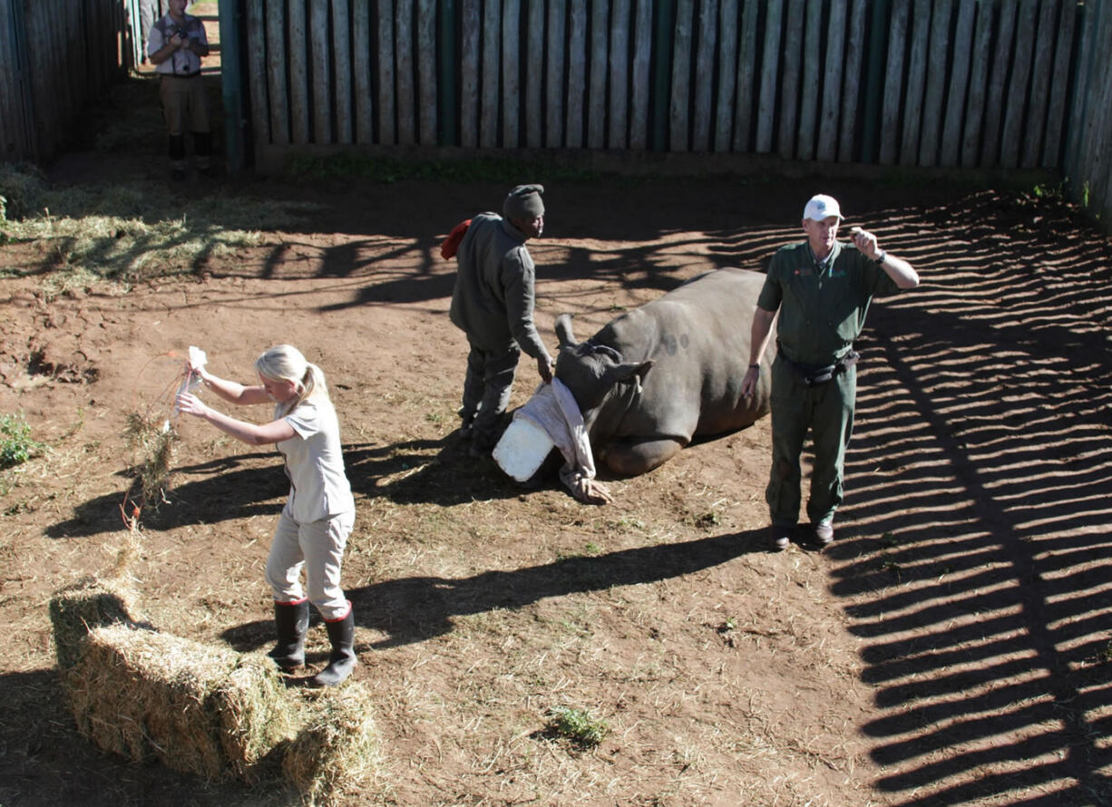 Hope, a rhino survivor, is settled in her pen after surgery Monday at Shamwari Game Reserve near Port Elizabeth, South Africa.