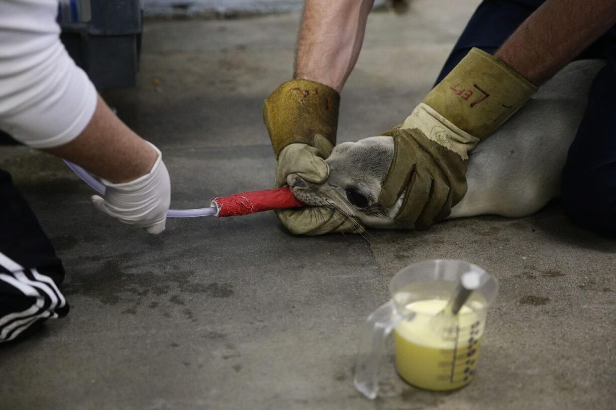 A just-rescued sea lion pup is tube-fed a formula at the Pacific Marine Mammal Center March 2 in Laguna Beach, Calif.