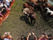 In this Wednesday, July 30, 2014 photo, spectators take photographs of Chincoteague ponies after their 89th annual Chincoteague Pony Swim in Chincoteague, Va. At the center is the stallion known as Surfer Dude. Volunteer Saltwater Cowboys found Surfer Dude's remains on Wednesday, May 13, 2015. He was 23 and one of the most popular Chincoteague Ponies. He likely died of natural causes, a member of the Chincoteague firefighters known as saltwater cowboys said Tuesday.