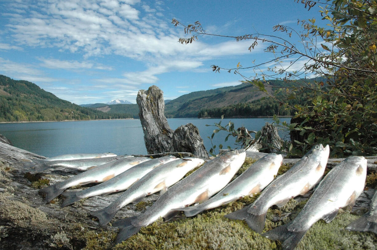 A limit of rainbow trout caught from Swift Reservoir on the North Fork of the Lewis River.